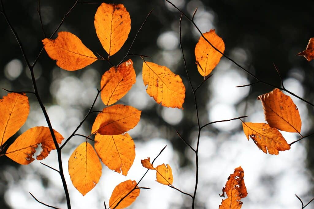 Autumn leaves home